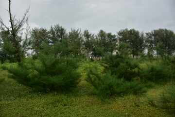 A lone tamarisk tree stands in a lush green field under a cloudy sky.