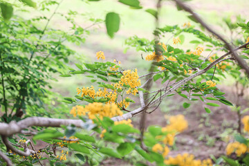The national flower of Myanmar is the Padauk flower, or Pterocarpus macrocarpus, is in full bloom in the natural garden.
