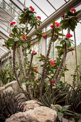 Euphorbia milii in the botanical garden greenhouse.