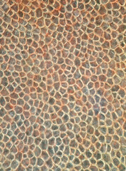 Tomatenhaut unter dem Mikroskop - Dunkelfeld  20x-Vergrößerung