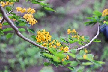 The national flower of Myanmar is the Padauk flower, or Pterocarpus macrocarpus, is in full bloom in the natural garden.