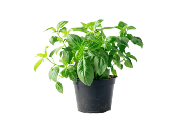 Fresh basil plant growing in black pot on a white background indoors