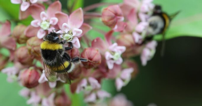 The nectar-drunk bumblebees pollinate the flowers of Common Milkweed
