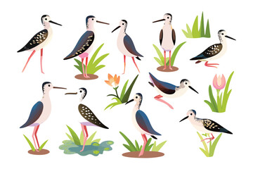 Elegant Stilts Birds Collection: A collection of elegant stilt birds, each with a distinct posture amidst lush greenery, painted in vibrant watercolor strokes