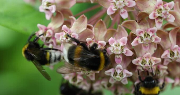 The nectar-drunk bumblebees pollinate the flowers of Common Milkweed
