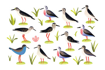 Whimsical Waders: A charming illustration of various wader species, showcasing their unique plumage and long legs in a playful, colorful design. 