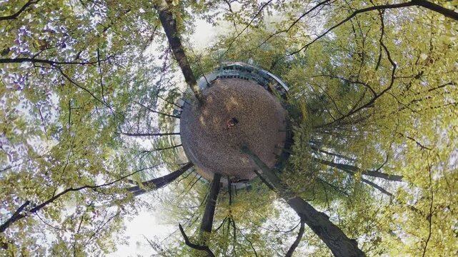 The video is a beautiful time-lapse of a forest in the fall. The camera is set on the ground and pointed up at the sky, capturing the vibrant colors of the leaves as they change for the season. The