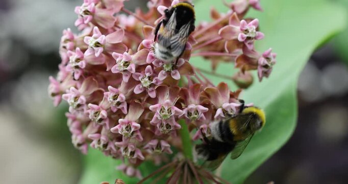 The nectar-drunk bumblebees pollinate the flowers of Common Milkweed

