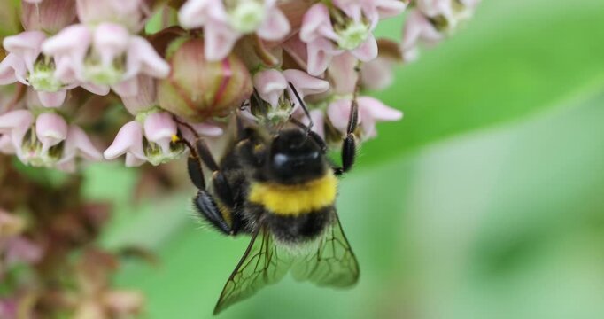 The nectar-drunk bumblebees pollinate the flowers of Common Milkweed
