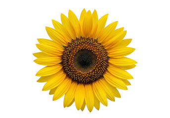 Fototapeta premium Close-up of a vibrant sunflower.