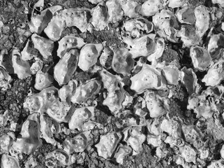 Shell background. Nacre texture. Stone surface. Embedded seashells. Fossil patterns. Pearlescent inlay. Rocky formation. Stony crust layers. Marine texture. Shells layout. Geologic structure. Abstract