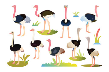 Fototapeta premium Cartoon Ostriches Group: A colorful assortment of cartoon ostriches stand in a playful array of poses, showcasing the unique and iconic qualities of these amazing birds.
