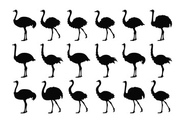 Obraz premium Ostrich Silhouettes in Row: A graphic depiction of a group of ostriches. The animals are side facing and show case their characteristics in a clean and simple manner.