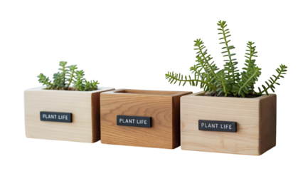 Three modern wooden planters showcasing lush green succulents bring natural beauty indoors