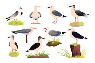 Seagull Collection: A collection of seagulls in various poses against a backdrop of natural elements.