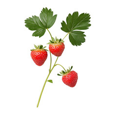 Three ripe strawberries with green leaves and stems on transparent background