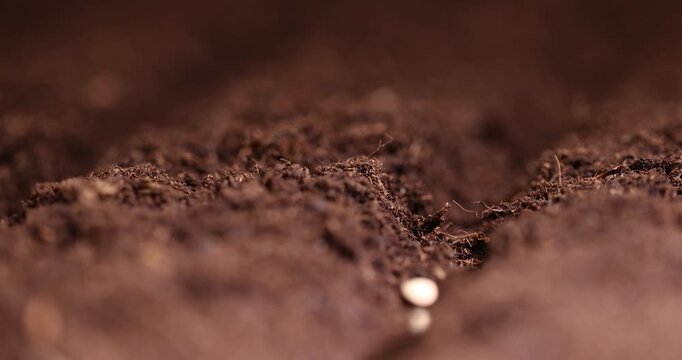 planting cucumber seeds in fertile soil with the addition of peat , a plot of land mixed with peat in which cucumber seeds are planted, closeup