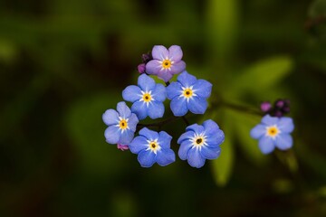 Delicate blue forget-me-not flowers. Spring time.