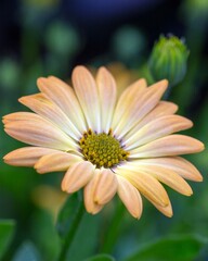 Delicate orange flowers of osteospermum. Perennial flowers, gardening, landscape design.