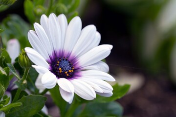 White daisy-like flowers of osteospermum. Perennial flowers, gardening, landscape design.