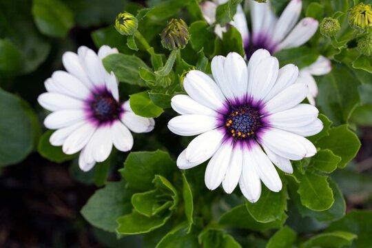 White daisy-like flowers of osteospermum. Perennial flowers, gardening, landscape design. - Powered by Adobe