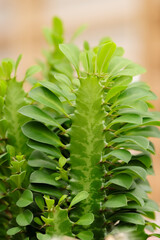 Euphorbia trigona, also called the African milk tree, cathedral cactus, or Abyssinian euphorbia, is a plant species native to Central Africa that has adapted to dry climates. Suitable as a houseplant.