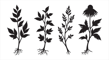 Silhouette representation of eleutherococcus senticosus, panax ginseng, ginkgo biloba, echinacea including their leaves and roots.
