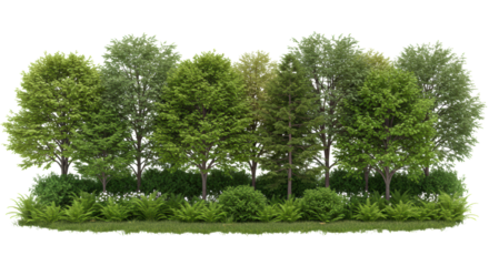 Dense line of varied green trees, lush foliage, vibrant leaves, with low-lying bushes, ferns, grasses in foreground. Perfectly isolated on seamless transparent background with copy space, studio