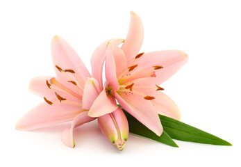 Two pink lilies.