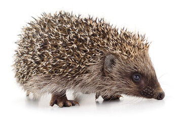 Hedgehog on white.