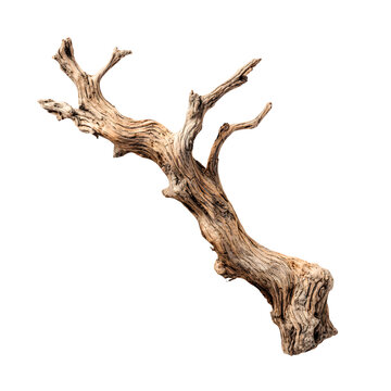 Rustic weathered gnarled tree branch with intricate texture isolated on transparent background
