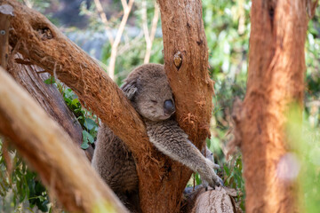 Koala, Australia