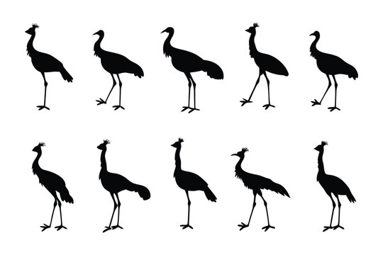 Emu Silhouette Sequence: A black silhouette of an emu in various stances, capturing movement and form against the light, perfect for illustrating the diverse nature of the emu.