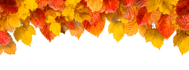 Autumn leaves border