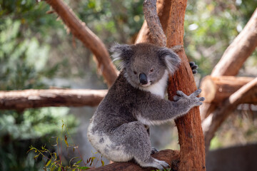 Koala, Australia