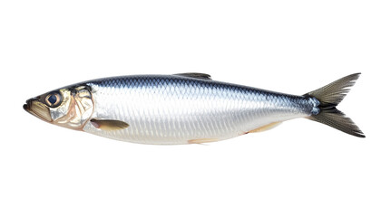 Obraz premium Herring fish isolated on transparent background