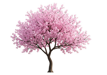 Fototapeta premium A blossoming cherry tree against a black background.