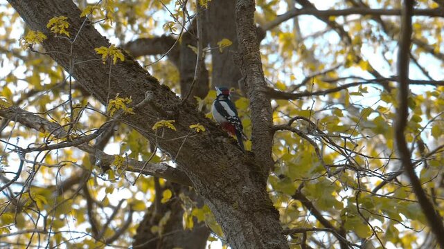 A woodpecker slowly hops along a tree trunk in the forest. Closeup. Slow mo, slow motion, high speed camera, 200fps