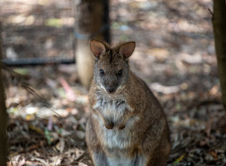 Wallaby, Australia