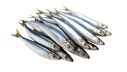 Anchovy fish isolated on transparent background