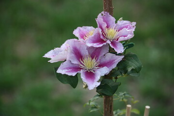 Nahaufnahme von rosa Clematis Blüten im Sonnenlicht.