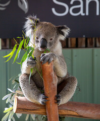 Koala, Australia