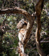 Koala, Australia