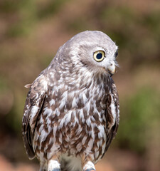 Owl, Australia