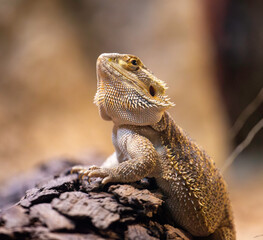 Bearded dragon, Australia