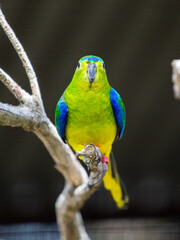 Orange-bellied Parrot, Australia