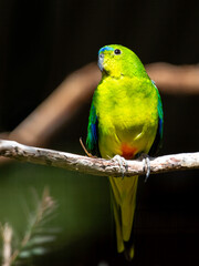 Orange-bellied Parrot, Australia