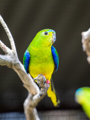 Orange-bellied Parrot, Australia