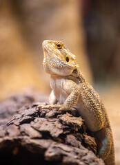 Bearded dragon, Australia