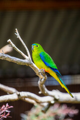 Orange-bellied Parrot, Australia